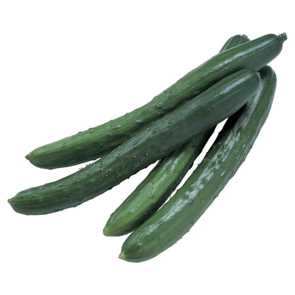 تصویر 3 از خرید خیار درختی شمالی + قیمت عالی با شرایط ویژه