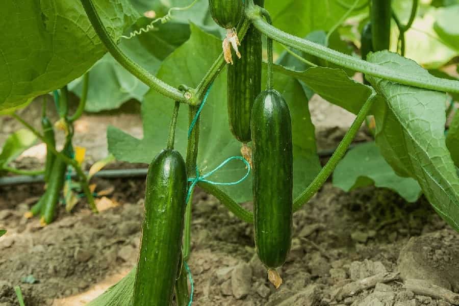 تصویر 2 از راهنمای خرید خیار درختی بزرگ + قیمت عالی