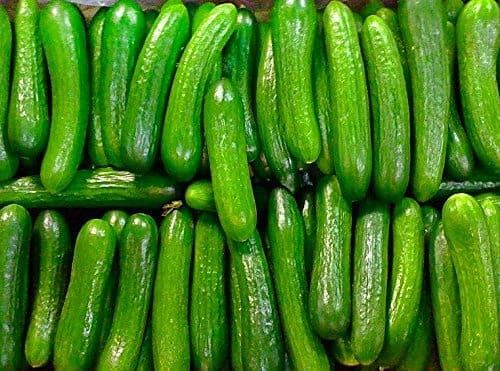 تصویر 2 از قیمت خیار درختی گلخانه + پخش تولیدی عمده کارخانه