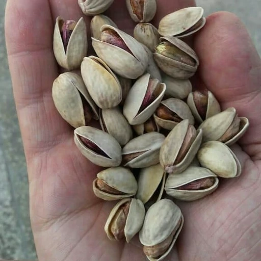 تصویر 5 از خرید و قیمت پسته امسالی کله قوچی + فروش عمده