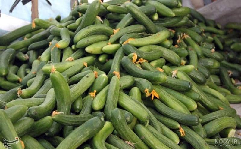 تصویر 4 از قیمت روز خیار درختی گلخانه ای