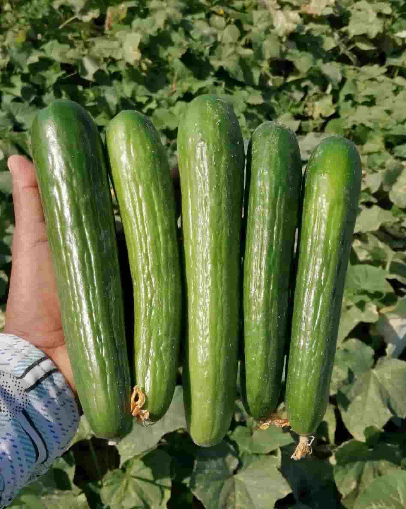 تصویر 3 از قیمت روز خیار درختی گلخانه ای