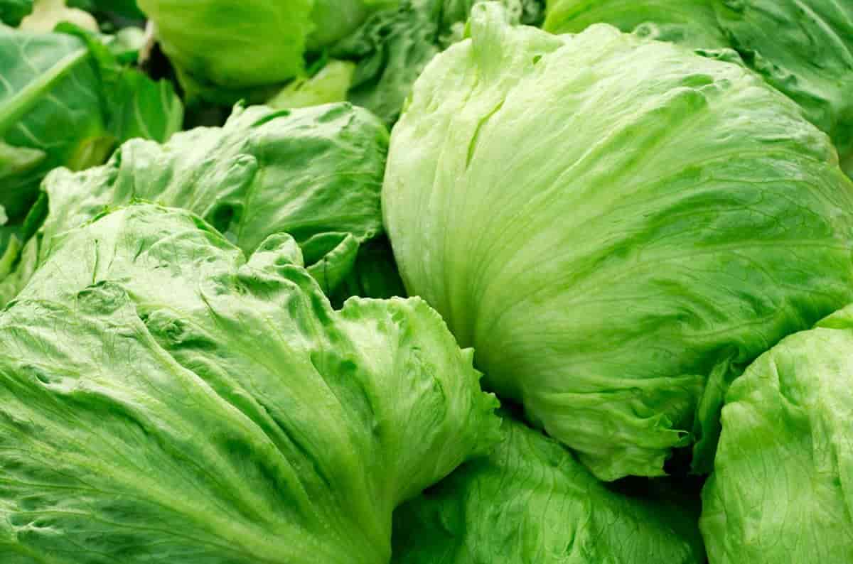 تصویر 1 از خرید کاهو پیچ تازه + قیمت فروش استثنایی