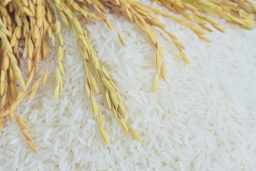 تصویر 2 از قیمت خرید برنج هاشمی تازه + فروش ویژه