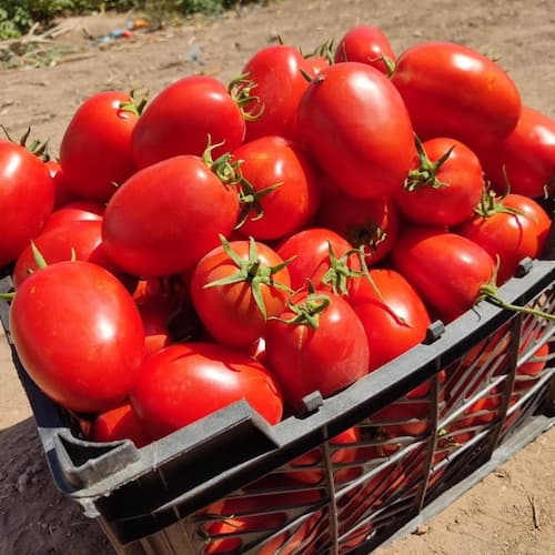 تصویر 2 از رب گوجه فرنگی کامروز ۸۰۰ گرمی + قیمت عمده