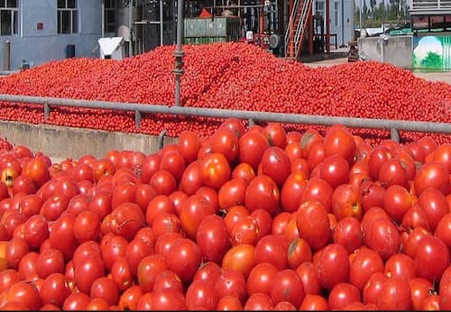 تصویر 5 از فروش داغ رب گوجه فرنگی تولید امسال در تناژ بالا