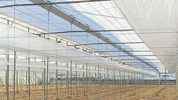 تصویر 2 از خرید پلاستیک دو پوش گلخانه شیمی پلاستیک عرض 3/30 + قیمت عمده از کارخانه