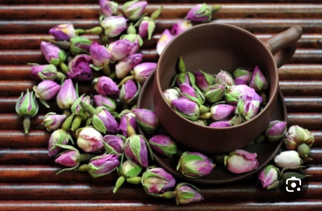 خرید غنچه گل محمدی تازه برداشت شده از مزارع لایزنگون