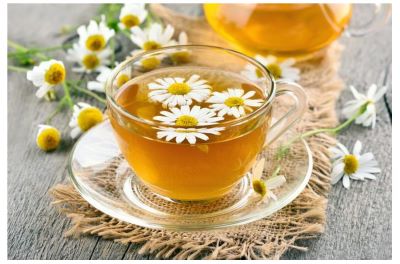 خرید گیاه بابونه