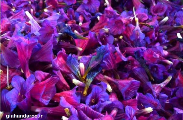 تصویر 4 از فروش ویژه گل گاوزبان ارگانیک صادراتی + محصول ممتاز شرکت روناکو