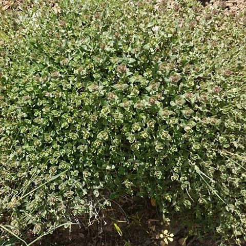 تصویر 2 از فروش عمده آویشن کاکوتی صادراتی کوهستان‌ های ایران محصول طبیعی برند روناکو