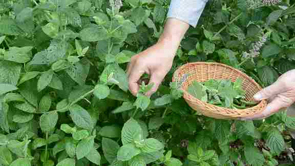 تصویر 3 از خرید بادرنجبویه صادراتی با کیفیت ممتاز + محصول طبیعی شرکت روناکو