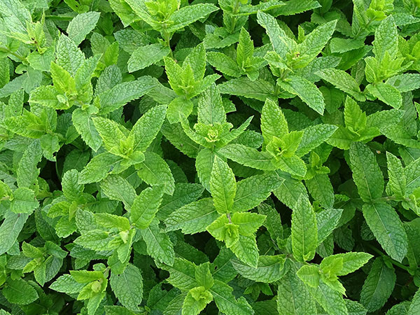 تصویر 4 از فروش عمده نعناع فلفلی برگ صادراتی + انتخاب حرفه‌ای از برند روناکو