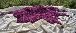 تصویر 1 از قیمت عمده گل گاوزبان ارگانیک صادراتی + اصالت ایرانی با برند روناکو