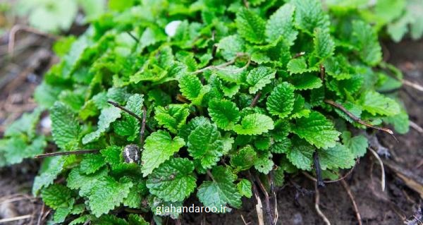 تصویر 1 از قیمت عمده بادرنجبویه برگ صادراتی + آرامش، عطر و کیفیت با برند روناکو