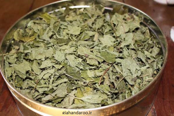 تصویر 3 از قیمت عمده بادرنجبویه برگ صادراتی + آرامش، عطر و کیفیت با برند روناکو