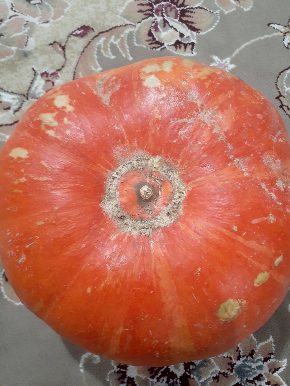 خرید کدو تنبل