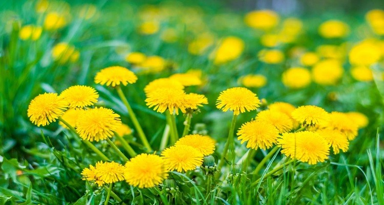 تصویر 1 از فروش پودر قاصدک فله
