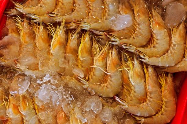 تصویر 4 از فروش ویژه میگو سرتیز