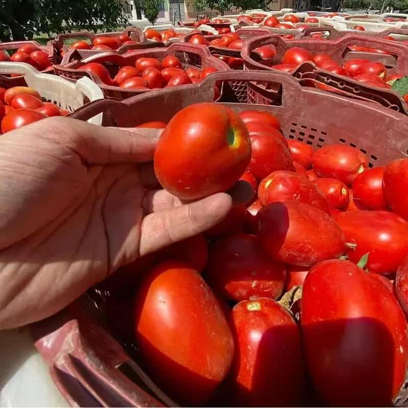 فروش گوجه فرنگی پژواک کام
