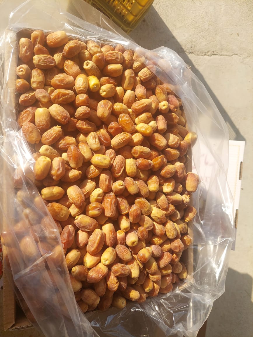 خرید فروش انواع خرما زاهدی قصب بوشهر بهترین کیفیت داخلی صادراتی پاکستان و در افغانستان