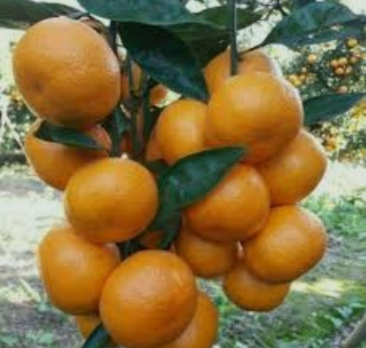 فروش نارنگی ژاپنی بار درشت به طور فله از باغدار