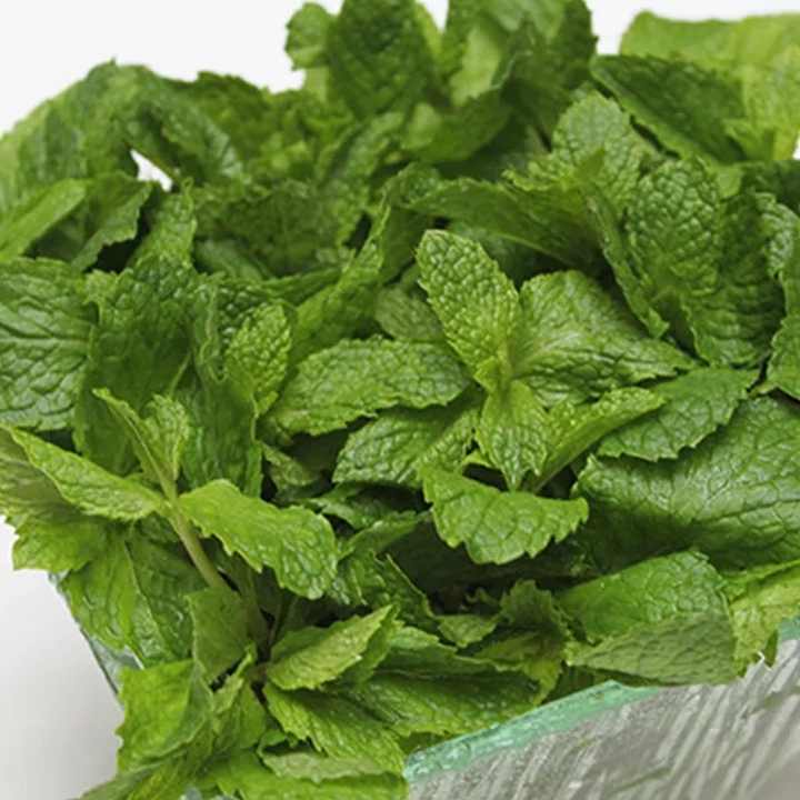 تصویر 3 از لیست قیمت سبزی نعناع خشک اعلا + خرید مستقیم