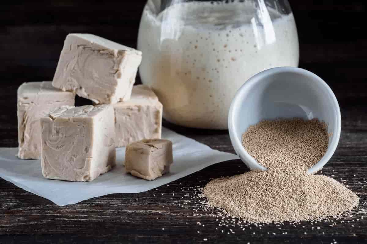 تصویر 2 از خرید و قیمت خمیر مایه تر + قیمت عمده