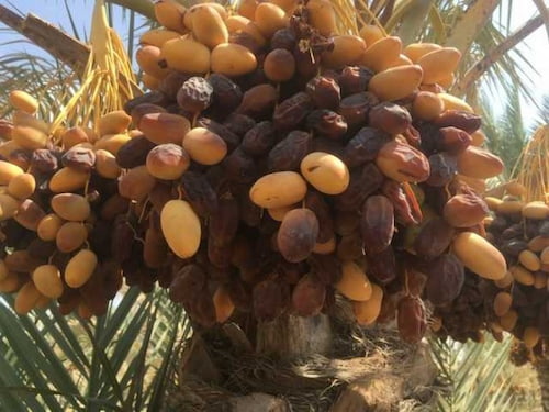 تصویر 2 از قیمت خرید خرما کبکاب + فروش عمده ویژه