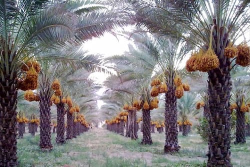 تصویر 1 از قیمت خرما کبکاب سطل ۲ کیلویی + خرید با کیفیت