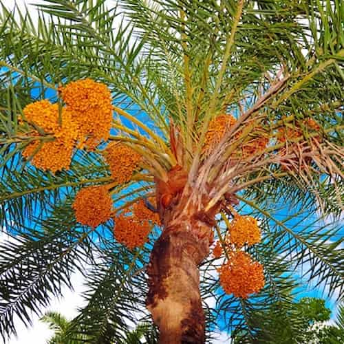 تصویر 5 از قیمت خرما کبکاب سطل ۲ کیلویی + خرید با کیفیت