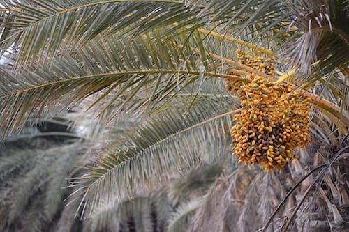 تصویر 2 از قیمت خرید خرمای کبکاب عمده و به صرفه