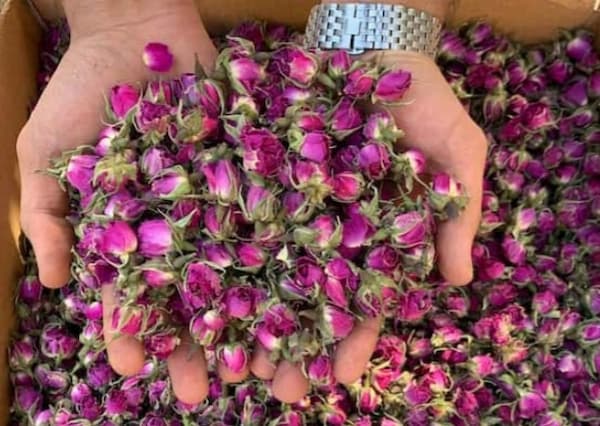 تصویر 1 از خرید و فروش غنچه گل محمدی با شرایط فوق العاده