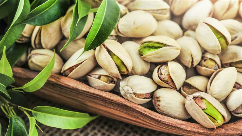 تصویر 3 از معرفی پسته اکبری خام رفسنجان + بهترین قیمت خرید