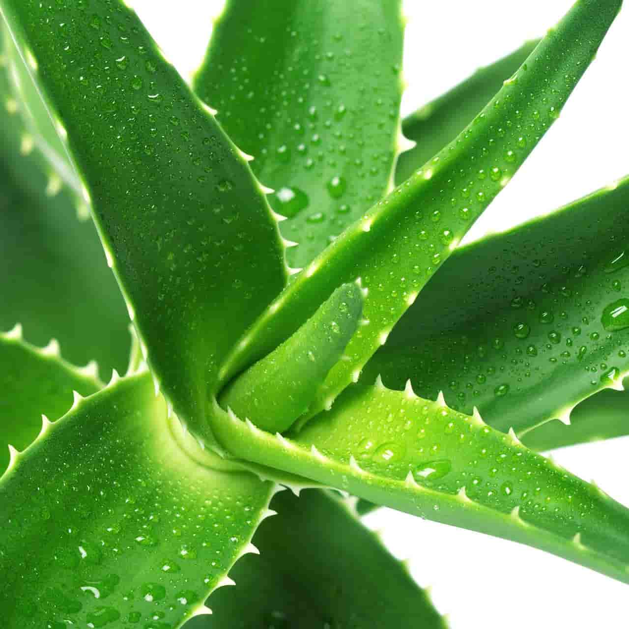 خرید آلوئه ورا گلخانه ای + قیمت فروش استثنایی
