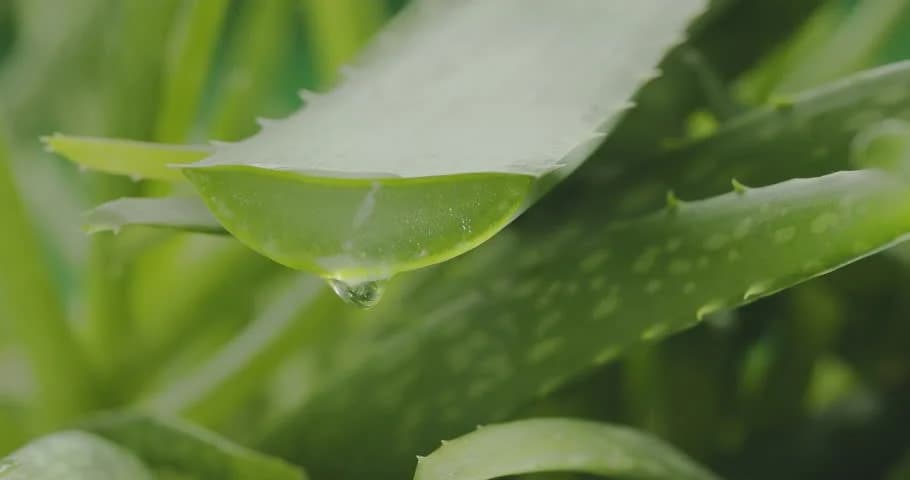 تصویر 4 از خرید و فروش گیاه آلوئه ورا کوهی با شرایط فوق العاده
