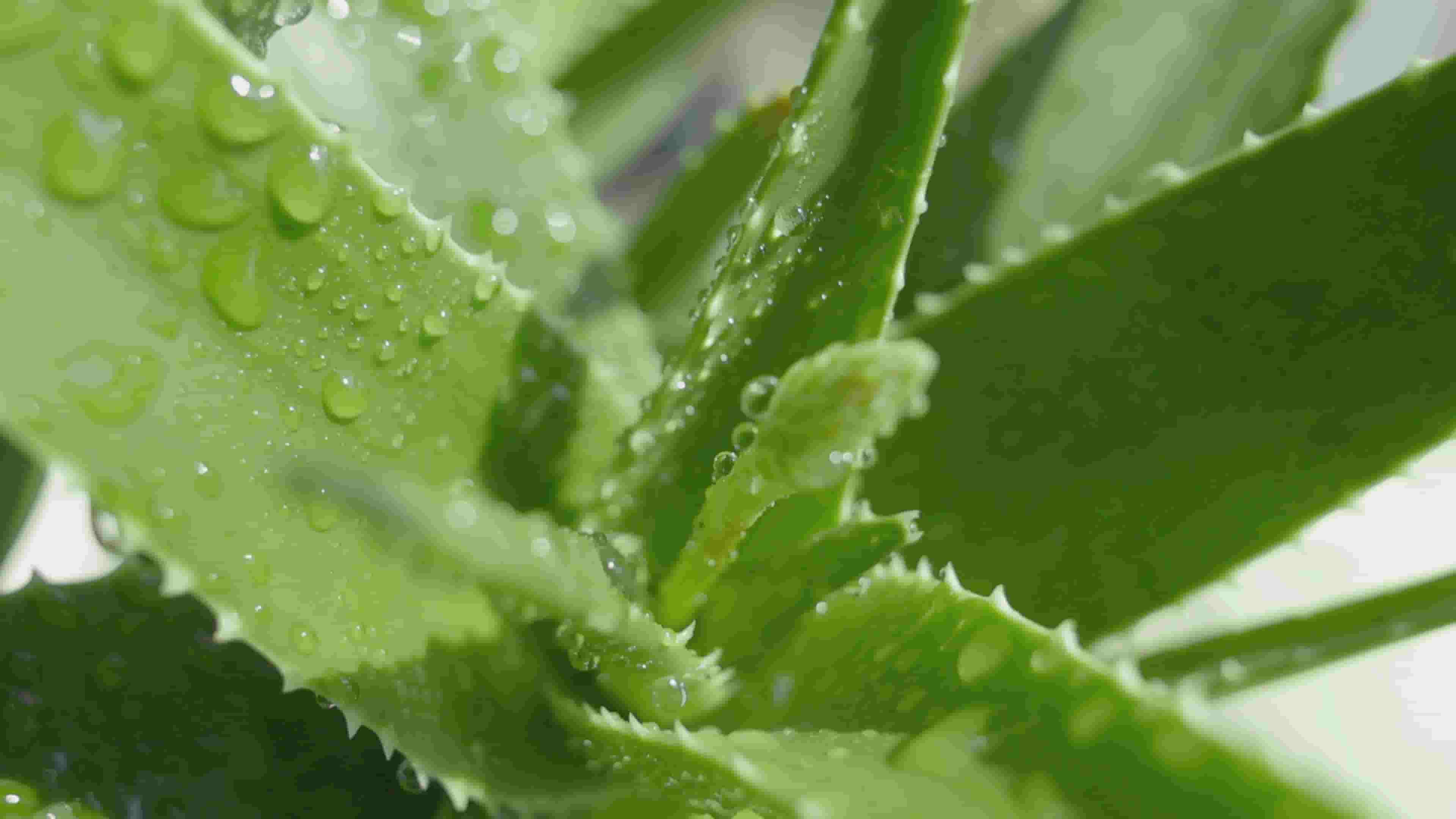 تصویر 2 از خرید و فروش گیاه آلوئه ورا کوهی با شرایط فوق العاده