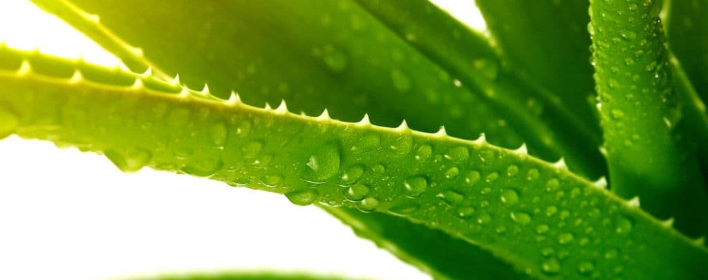 تصویر 1 از قیمت خرید گیاه آلوئه ورا اصل با فروش عمده