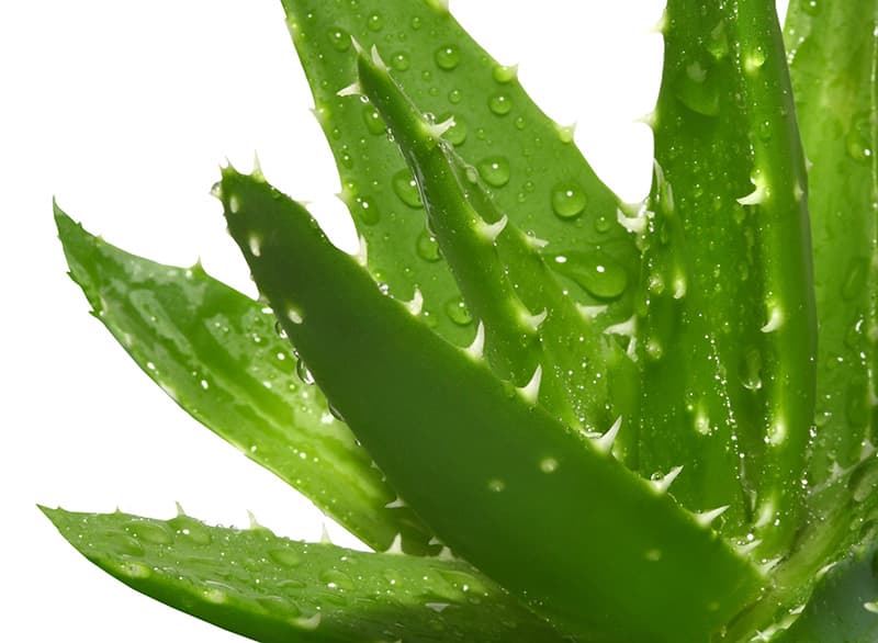 تصویر 2 از قیمت خرید گیاه آلوئه ورا اصل با فروش عمده