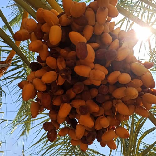 تصویر 1 از خرید خرما کبکاب یک کیلویی + قیمت فروش استثنایی