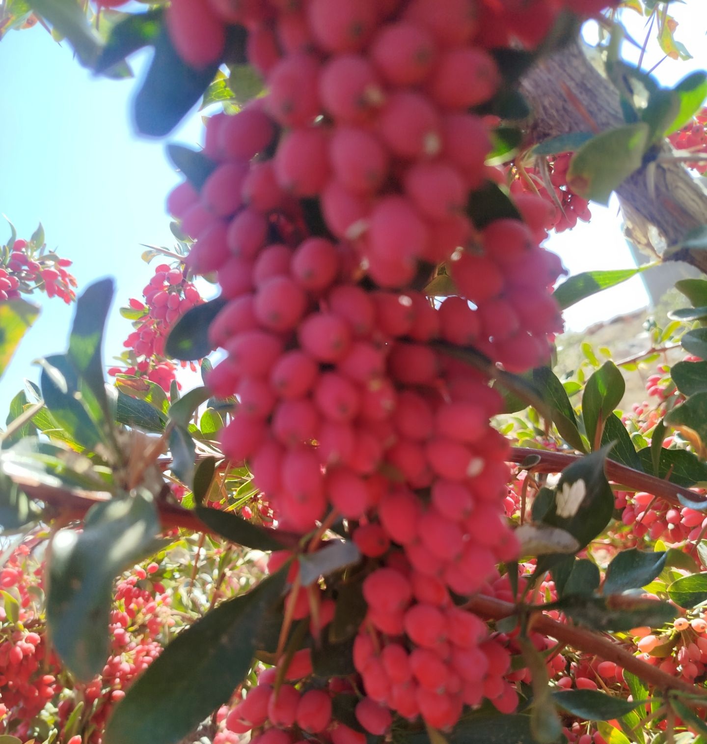 تصویر 1 از زرشک تازه با طعمی ترش و طبیعی + خرید