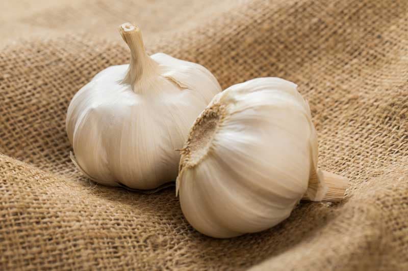 تصویر 3 از قیمت خرید سیر تازه + فروش ویژه