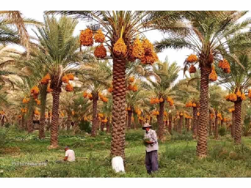 تصویر 4 از قیمت خرما زاهدی فله + خرید باور نکردنی