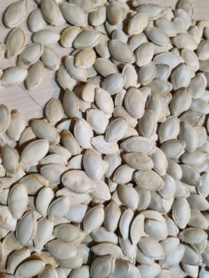 تصویر 1 از قیمت خرید تخمه کدو خارجی + فروش عمده