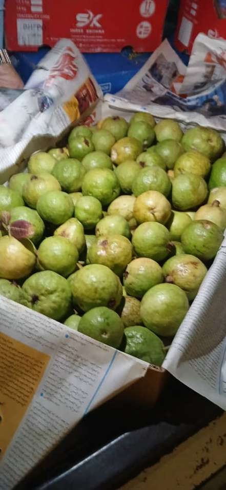 تصویر 1 از فروش نهال گواوا کینگ + فروش نهال گواوا استرابری
