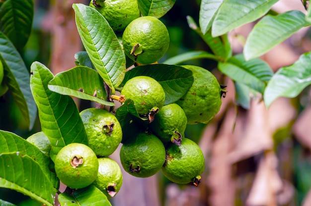 تصویر 3 از فروش نهال گواوا کینگ + فروش نهال گواوا استرابری