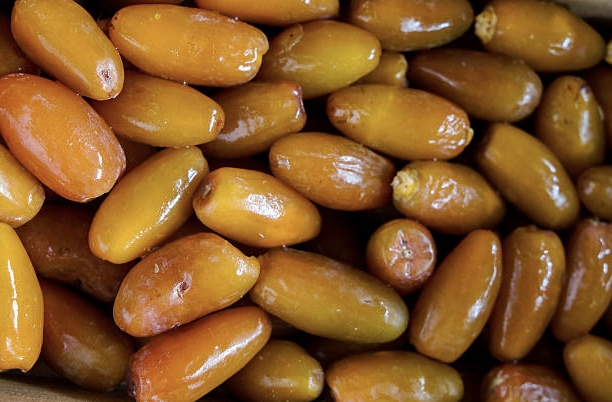 تصویر 5 از قیمت خرما زاهدی ایرانی + خرید باور نکردنی