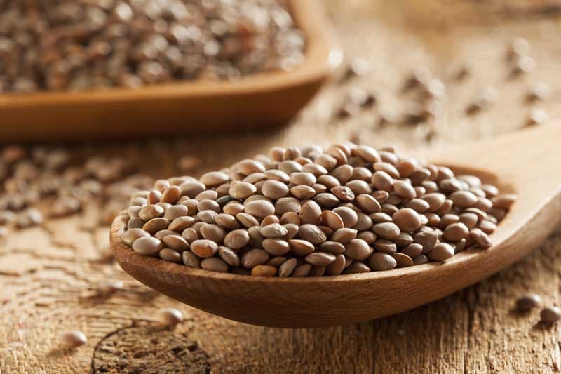 تصویر 1 از قیمت خرید عدس آشی + فروش ویژه