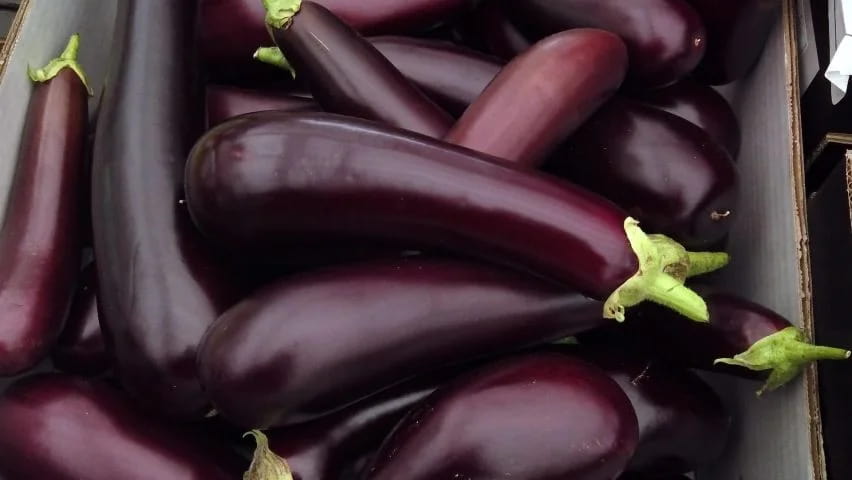 خرید جدید ترین انواع بادمجان قلمی گلخانه‌ ای