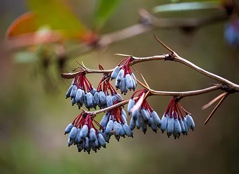 تصویر 5 از خرید زرشک سیاه تازه آبگیری + قیمت فروش استثنایی